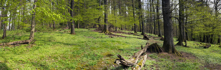 Waldpanorama