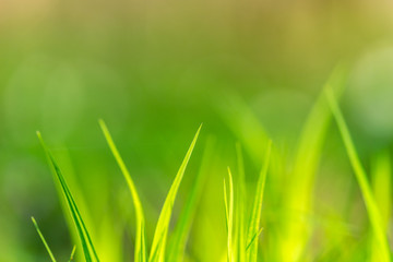 Wunderschöner Hintergrund mit grünen Grashalmen