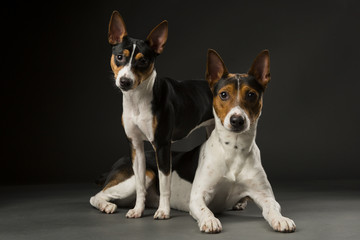Two Rat Terriers © Angel Sallade Photog