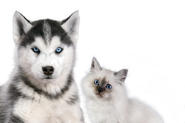 Cat and dog together isolated on white, neva masquerade, siberian husky looks straight