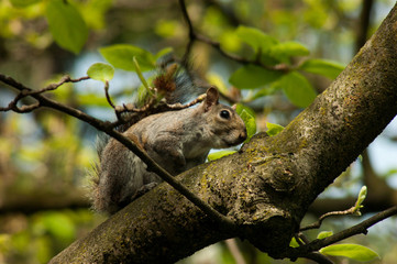 Squirrel in the park with tree