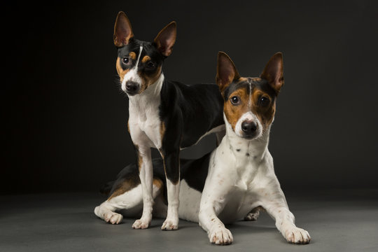 Two Rat Terriers