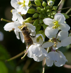 Abeille butinant