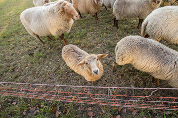 Curious lamb looking up at camera