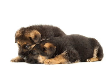 sheepdogs puppies isolated on white background
