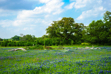 Fototapeta na wymiar Texas Bluebonnet Field