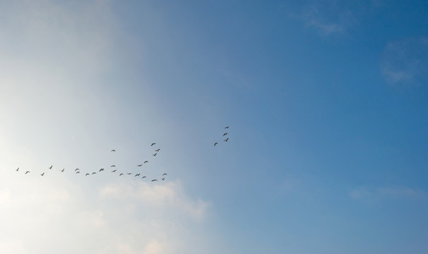 Birds flying in a blue sky in spring at sunrise