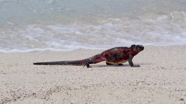 Marine Iguana walking on the beach of a Galapagos island