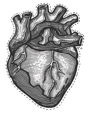 Hand drawn Human heart vector illustration