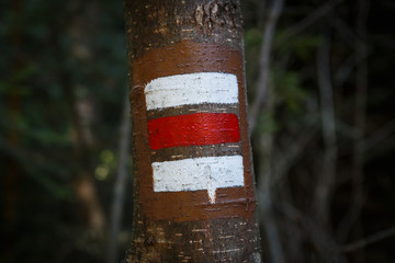 Colorful signs for hiking on the bark of a tree