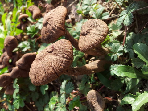 Champignon,