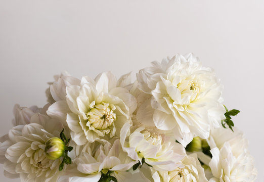 High angle view of white dahlias against white table (selective focus)