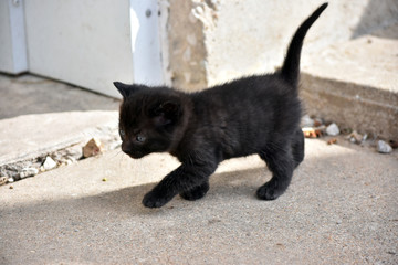 Black, Tiger-Striped Kitten taking its first steps outside