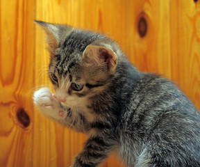 Striped with a white cat on a wooden background