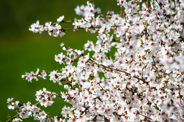 mandorli in fiore