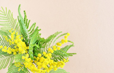 Mimose flower branch