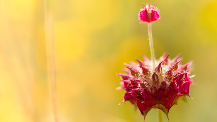 Chia wildflower