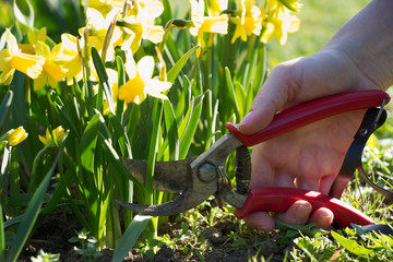 Woman cut a bouquet of flowers daffodils and narcissus with pruning scissors © encierro