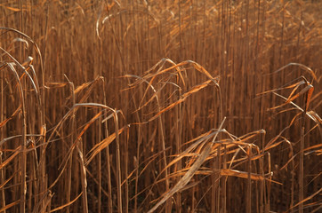 Sunlight highlighting the strands and reeds of a field of Elephant Grass