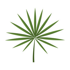 Fototapeta premium tropical leaf icon over white background. colorful design. vector illustration