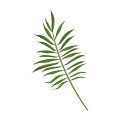Naklejka premium tropical leaf icon over white background. colorful design. vector illustration