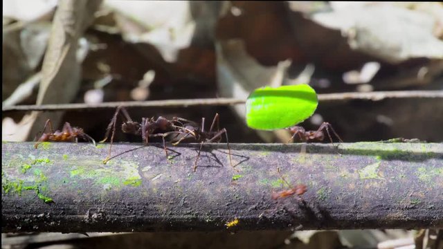 Ants moving leaves over tree trunk