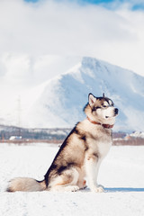 Alaskan Malamute, walks on the street and frolics in the sun in the snow in the winter against the backdrop of the mountains, sunlight flare. outdoor.