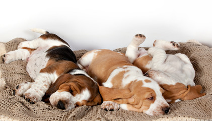 Three Basset hound puppies sleeping together