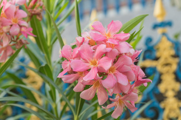 flower of a pink oleander, Nerium oleander in the morning
