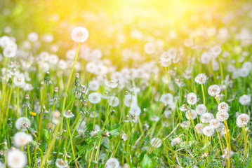 Fototapeta premium Dandelions na słonecznej łące