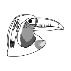 toucan bird icon over white background. vector illustration