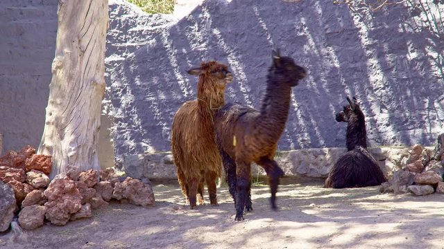 Alpacas in Peruvian Highlands