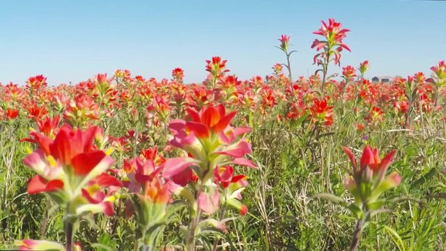 Pov. Point view of a field of beautiful wild  Texas paintbrush flowers.