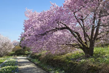 Tissu par mètre Lilas Kirschblüte im Park