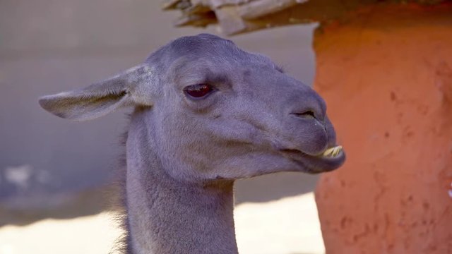 Grey Lama Chewing in Peruvian Highlands