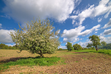 Landschaft und Apfelbaum ist am bl&uuml;hen im Fr&uuml;hling