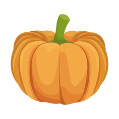 pumpkin vegetable icon over white background. colorful design. vector illustration