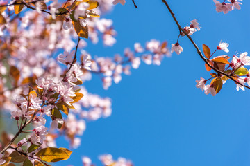 Spring tree branch in blossom, or cherry blossom. Artistic retro vintage edit background with copy space for text.