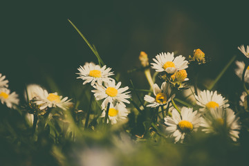 Beautiful spring daisies in a green grass lawn. Artistic retro dark edit with selective focus.