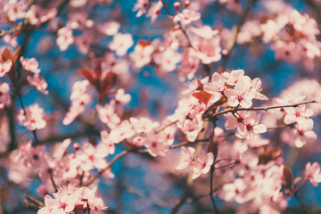 Spring tree branch in blossom, or cherry blossom. Artistic retro vintage edit background with selective focus and copy space for text.