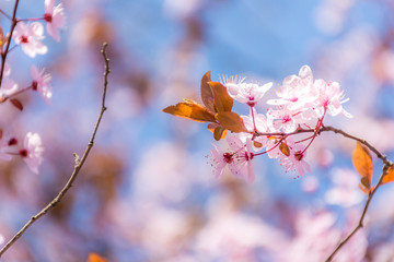 Spring tree branch in blossom, or cherry blossom. Artistic retro vintage edit background with selective focus and copy space for text.