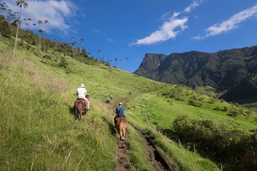 Cocora Valley, Salento, Colombia