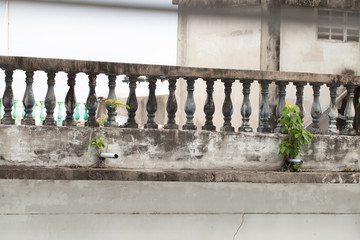 Plants growing on abandoned buildings