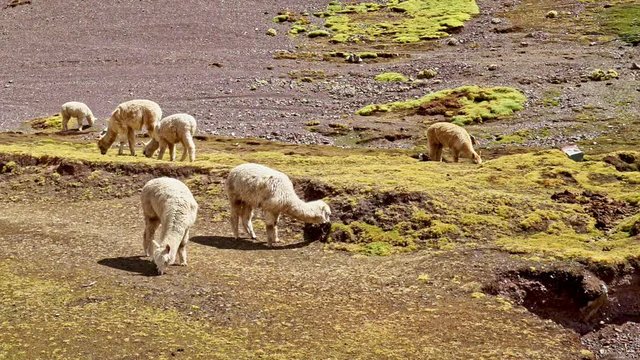 White Alpacas in Andean highlands