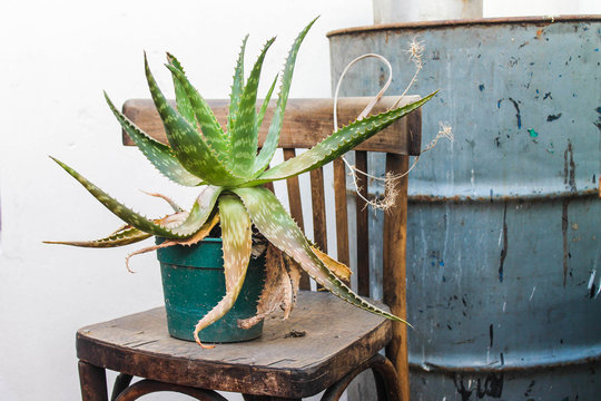 Aloe Vera In A Vintage Chair