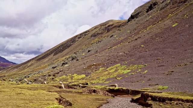 White Alpacas in Andean highlands Wide