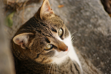 Mirada felina, ojos de gato, cat
