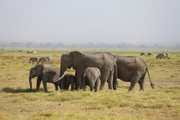 Fototapeta na wymiar Elephant Family