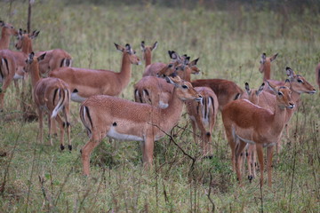 Wild Impalas