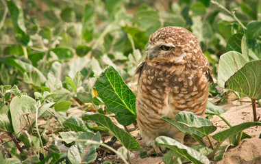 Fototapeta premium Side view of brown burrowing owl standing on sand against green vegetation